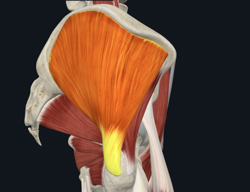 Anatomische afbeelding van de heup met gluteus medius en gluteus minimus geel gemarkeerd bij de aanhechting op de buitenzijde van de heup.