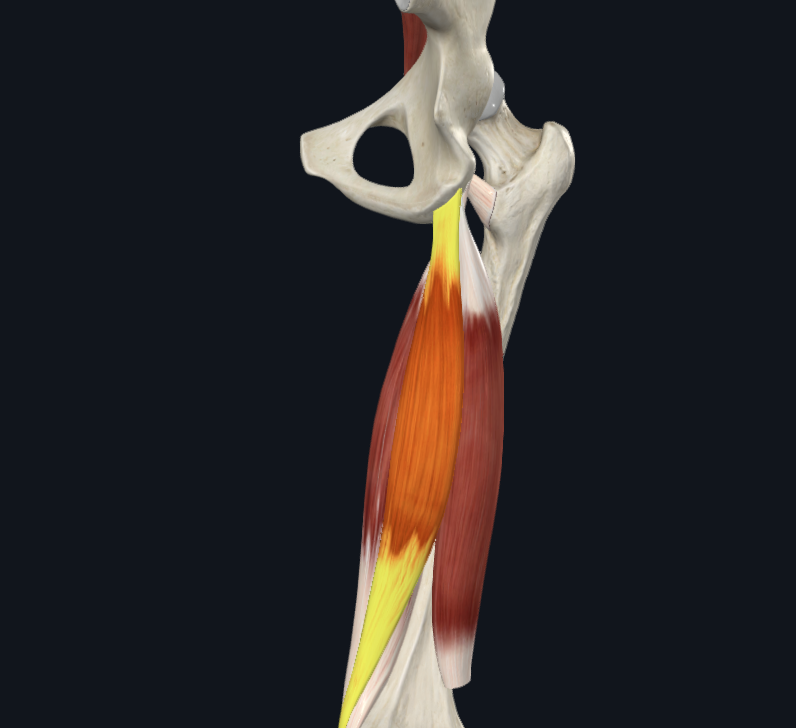 aanhechting hamstring